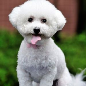 Meet your Posher, Charles